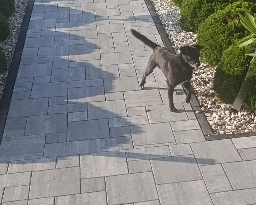 Urząd Gminy Łapanów poszukuje właściciela psa z miejscowości Grabie