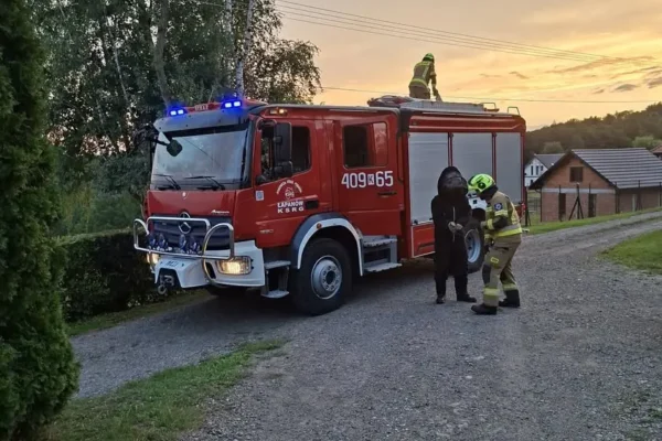 OSP Łapanów usuwa gniazdo owadów w Kobylcu