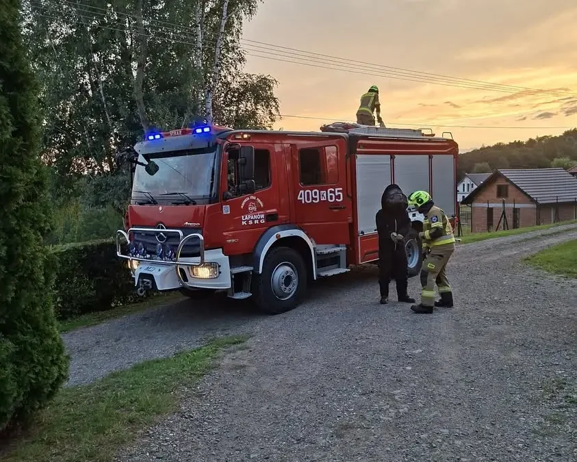 OSP Łapanów usuwa gniazdo owadów w Kobylcu